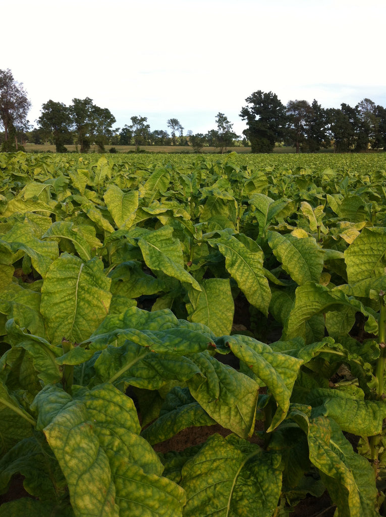 Green Tobacco